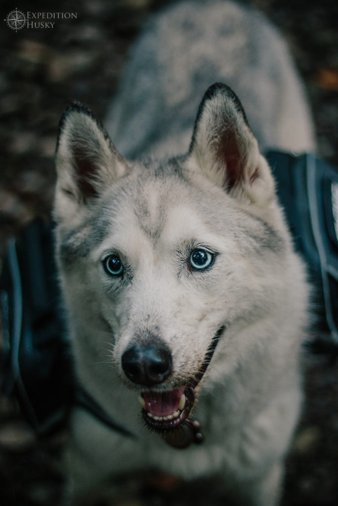 Photo credit: IG @expeditionhusky