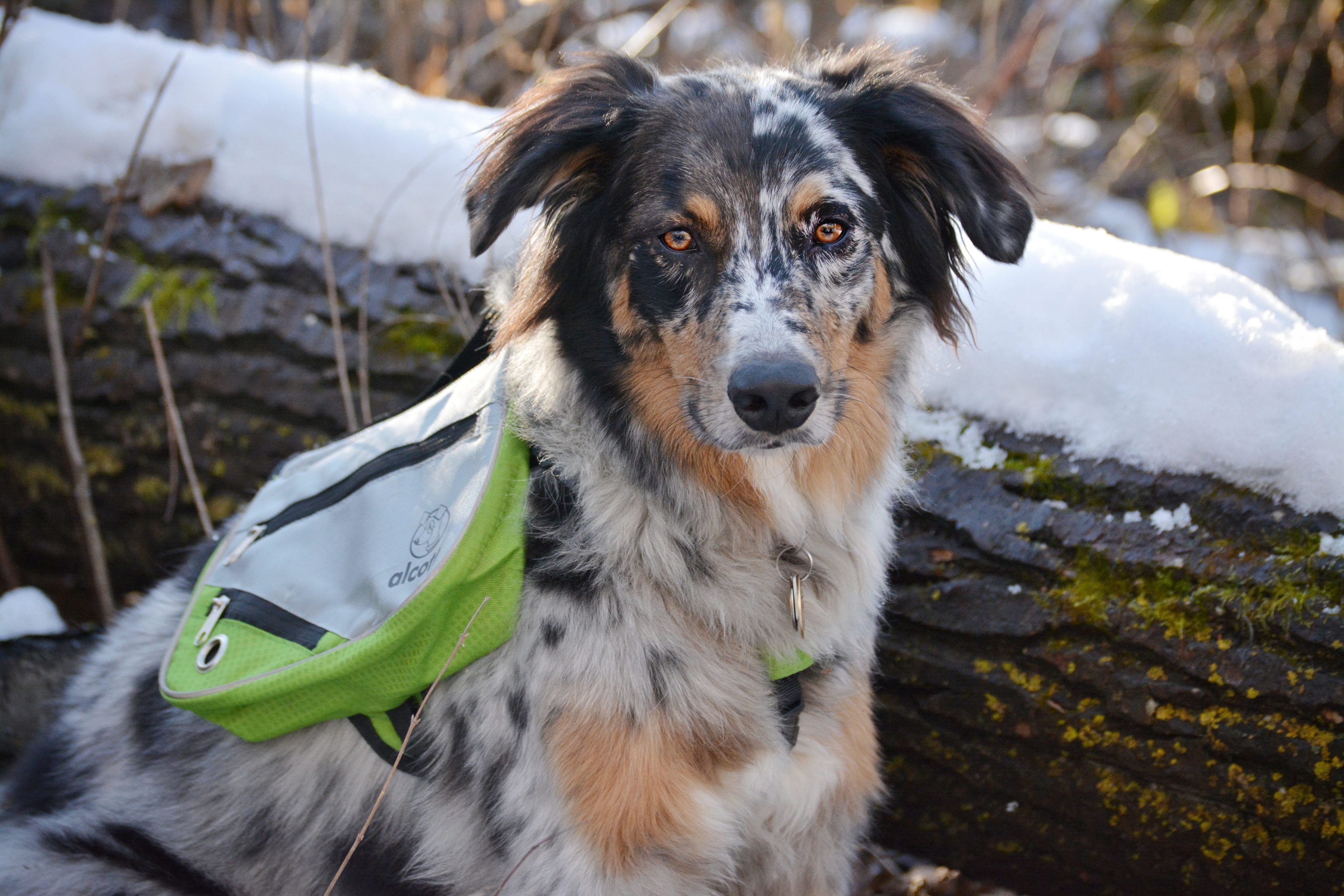 alcott dog collar