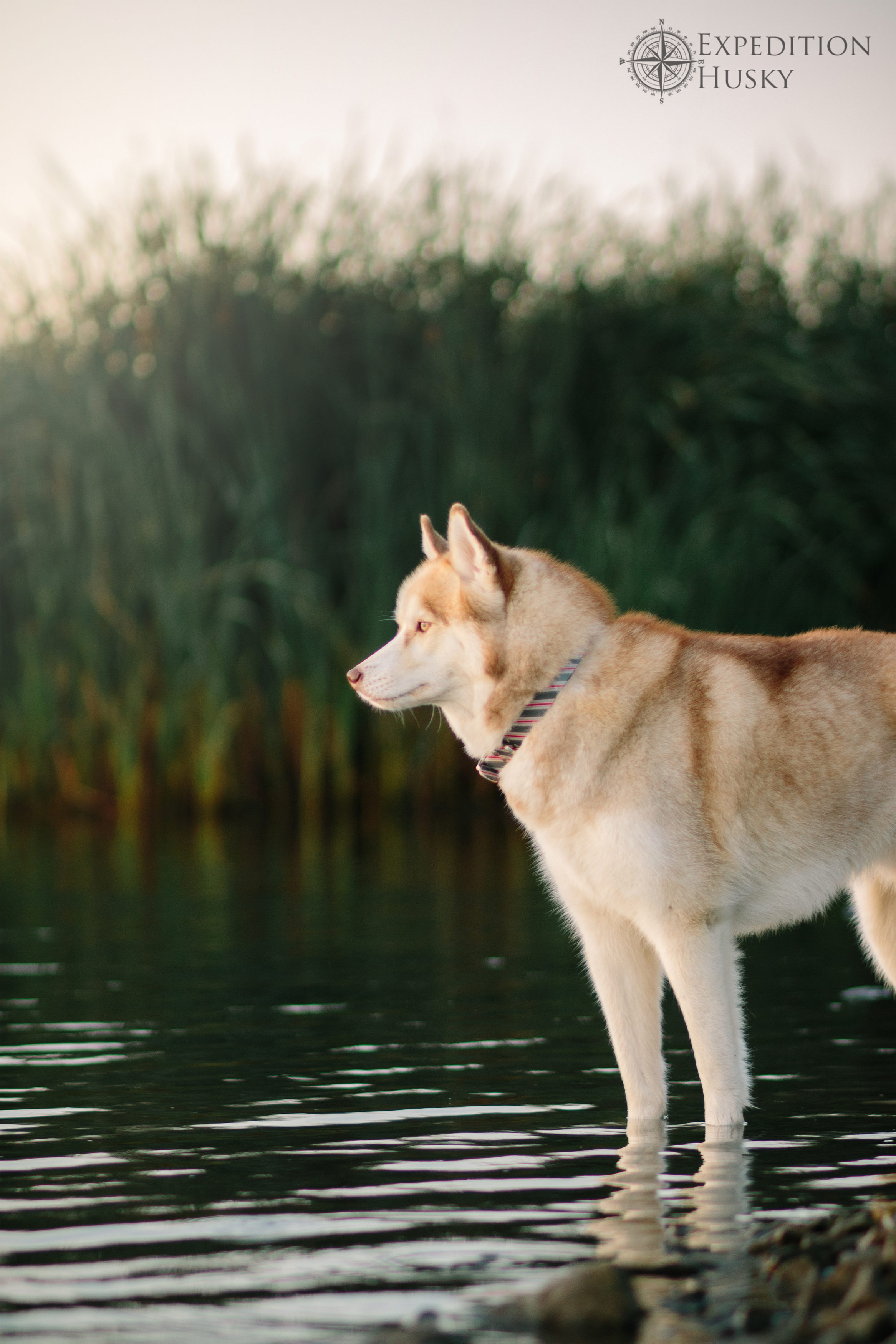 Photo credit: IG @expeditionhusky