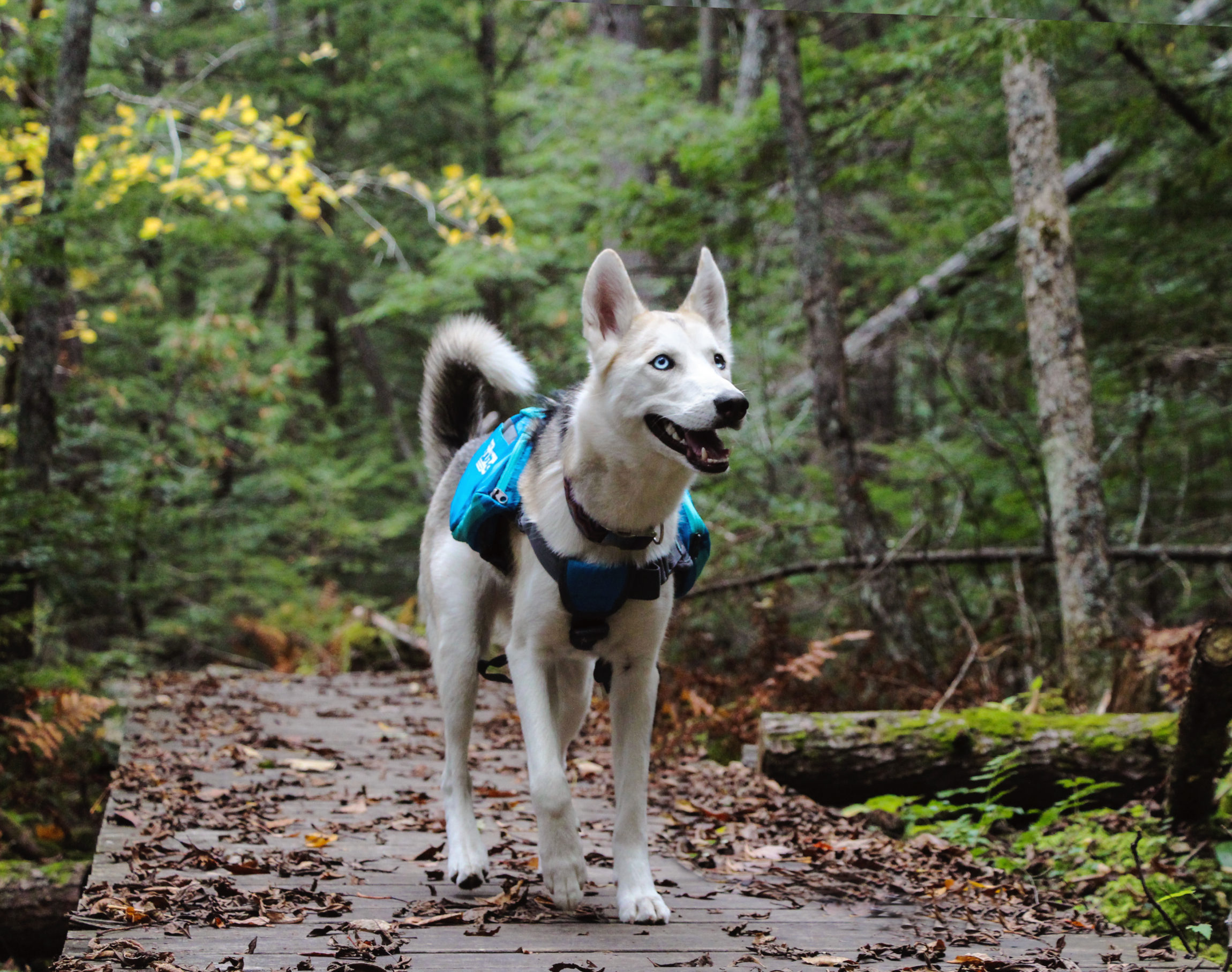 outward hound day pack