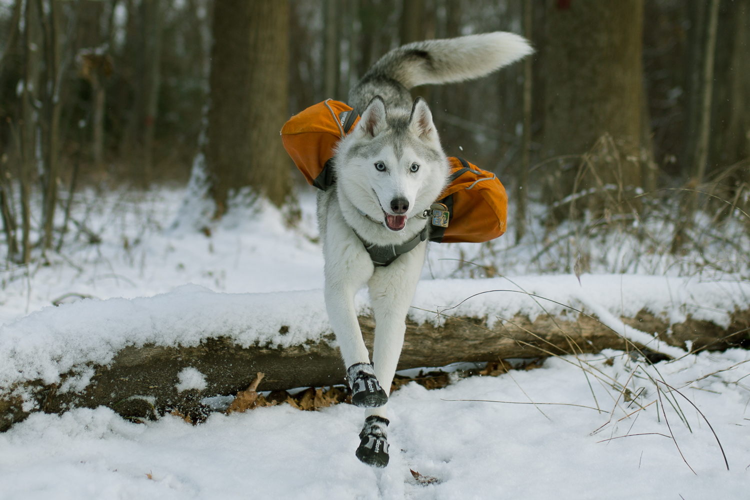 alcott dog collar