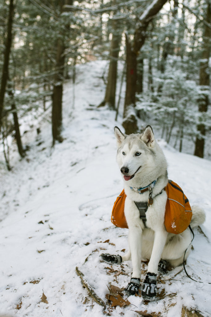 Alcott Explorer Adventure Boots – Dogs 