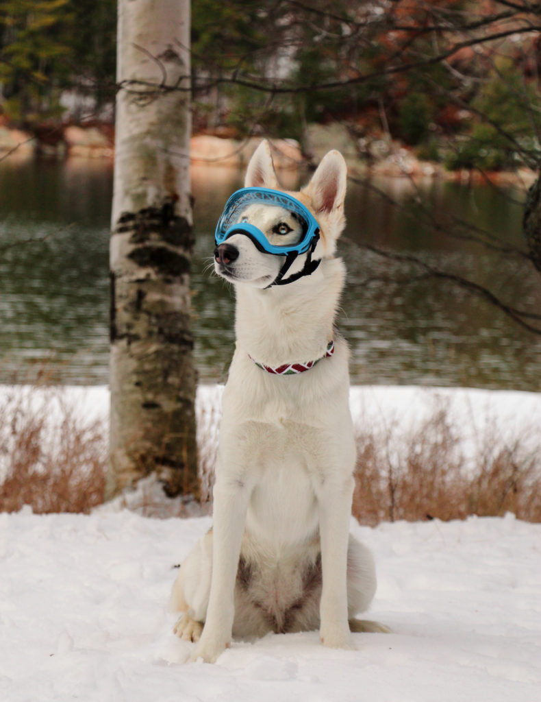 Rex Specs Original Dogs That Hike
