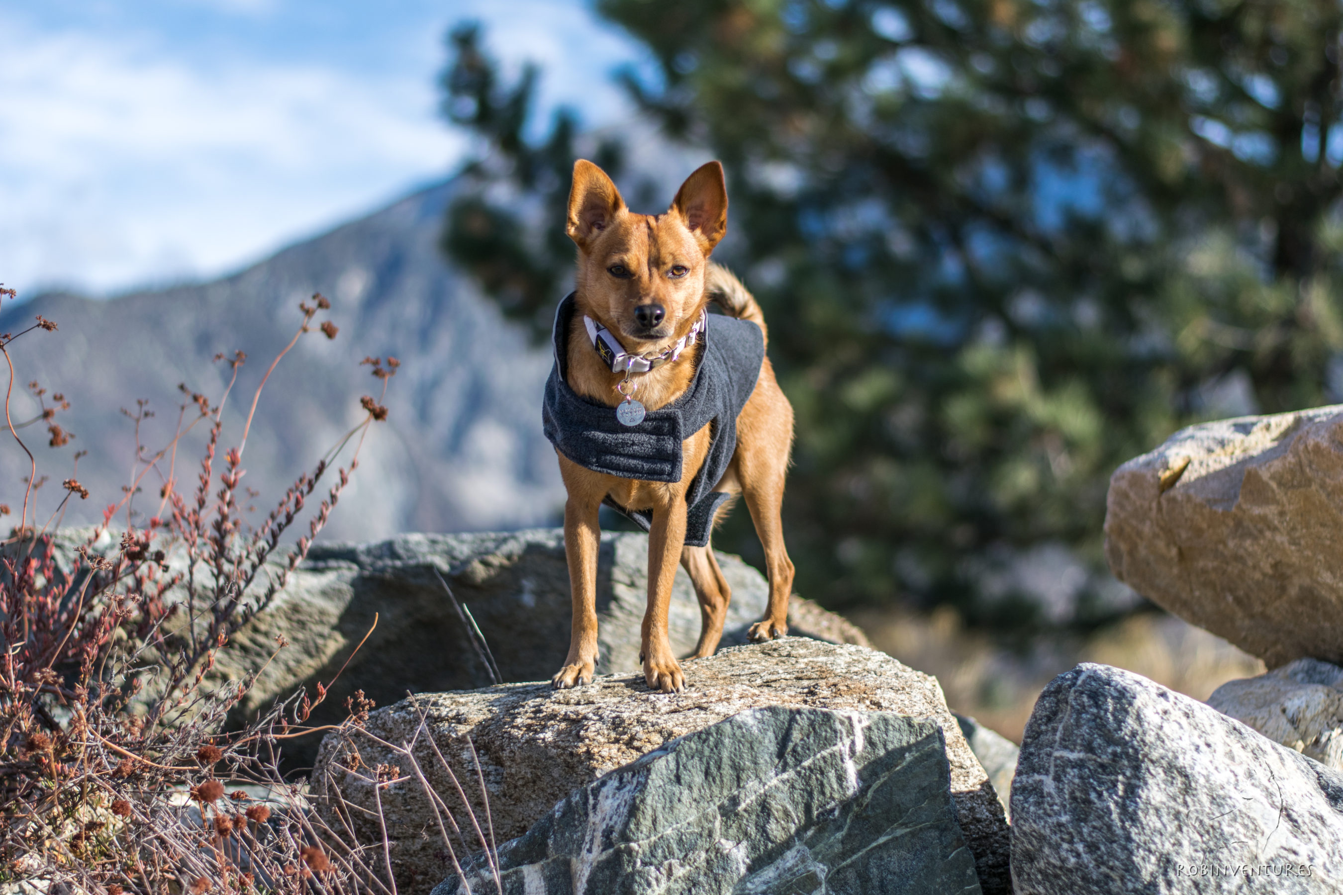 Touchdog Convertible Dog Jacket Dogs That Hike