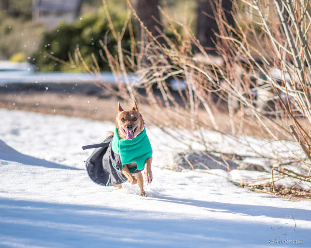 chilly dogs great white north winter coat