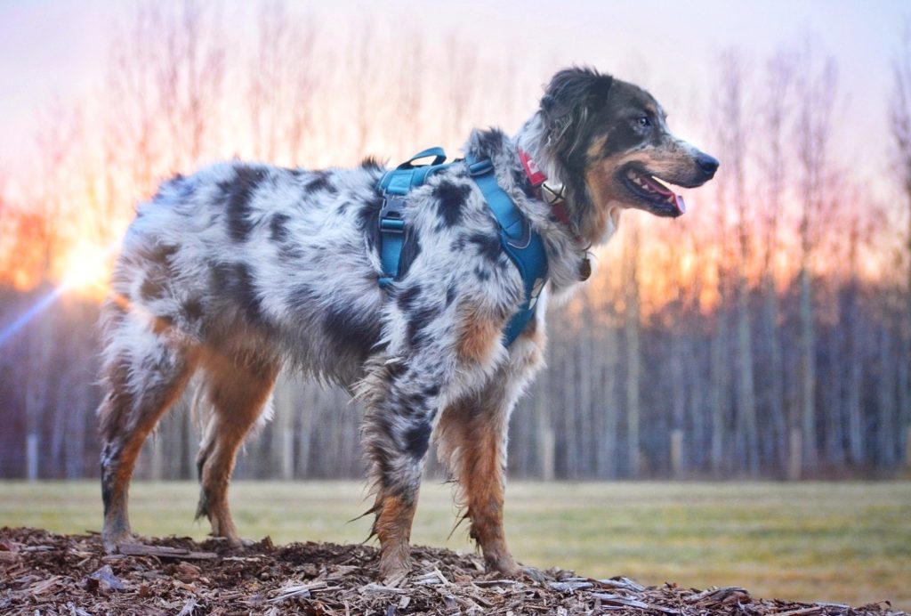hurtta active dog harness