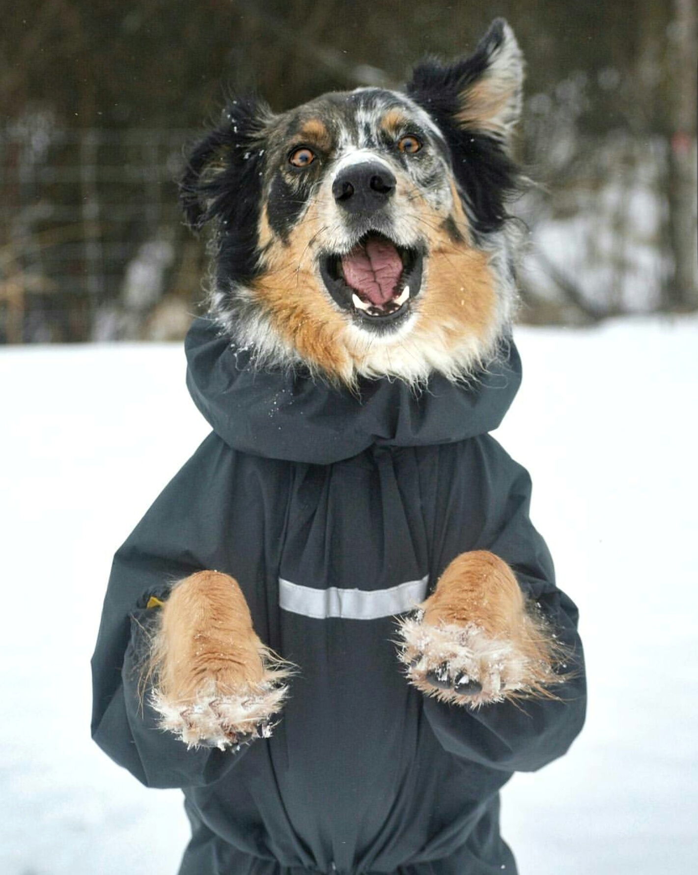 Hurtta Slush Combat Suit Dogs That Hike