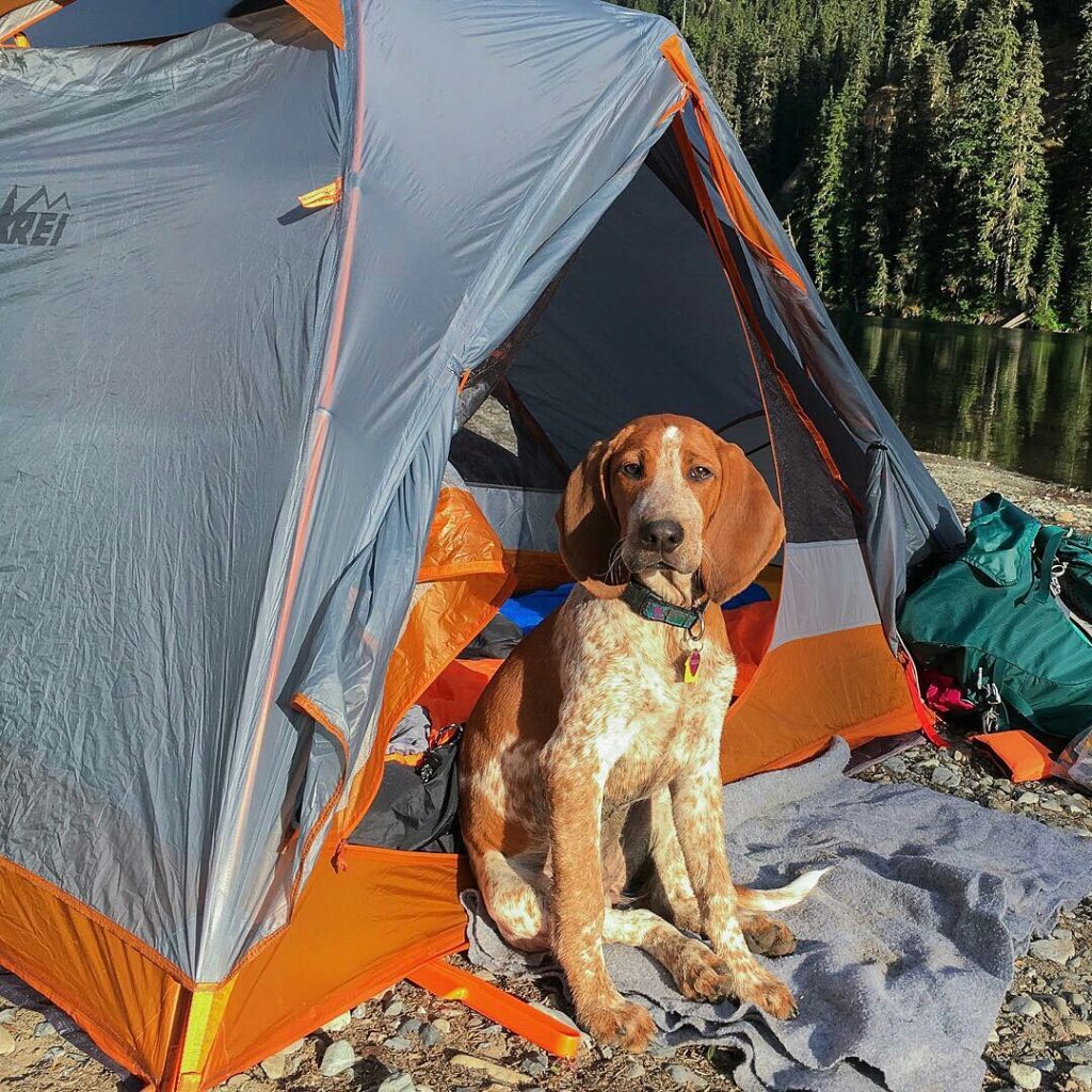 medium hiking dogs