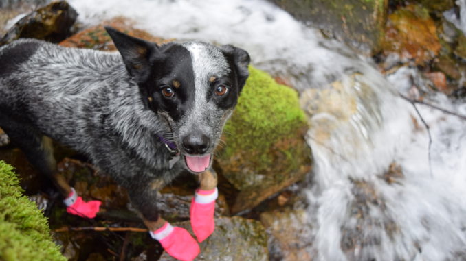 DogBoot (3)