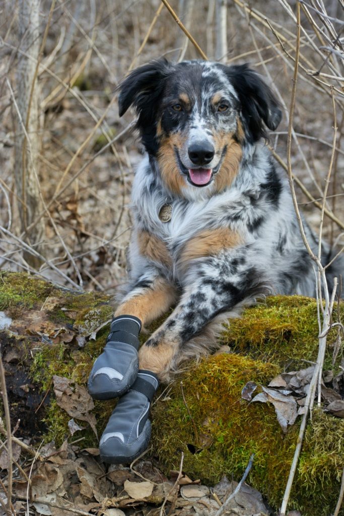 hurtta outback dog boots