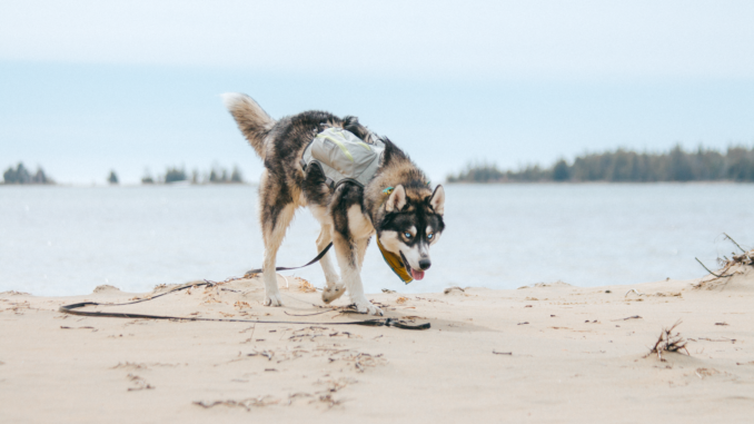 RuffwearSingletrak (2)