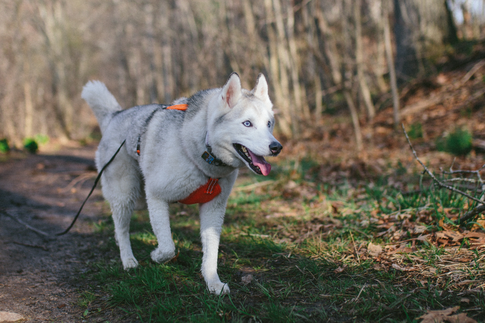 alcott dog harness