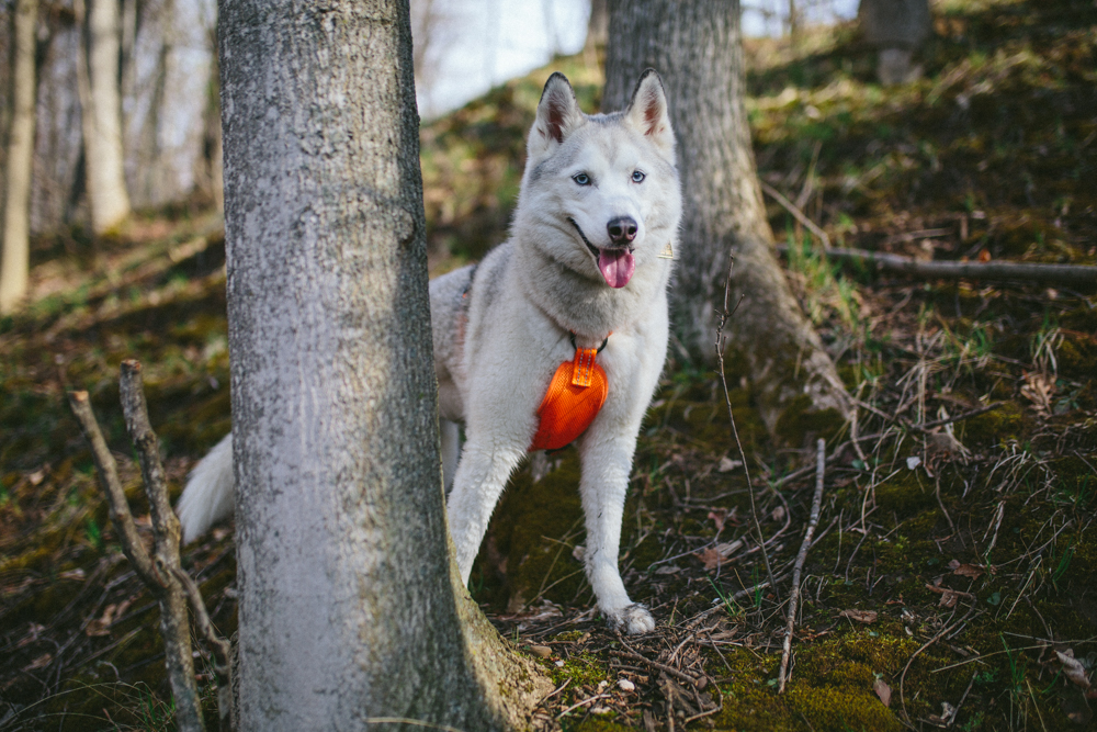 alcott dog harness