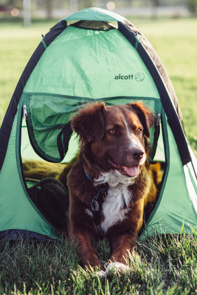 Alcott Explorer Pup Tent – Dogs That Hike