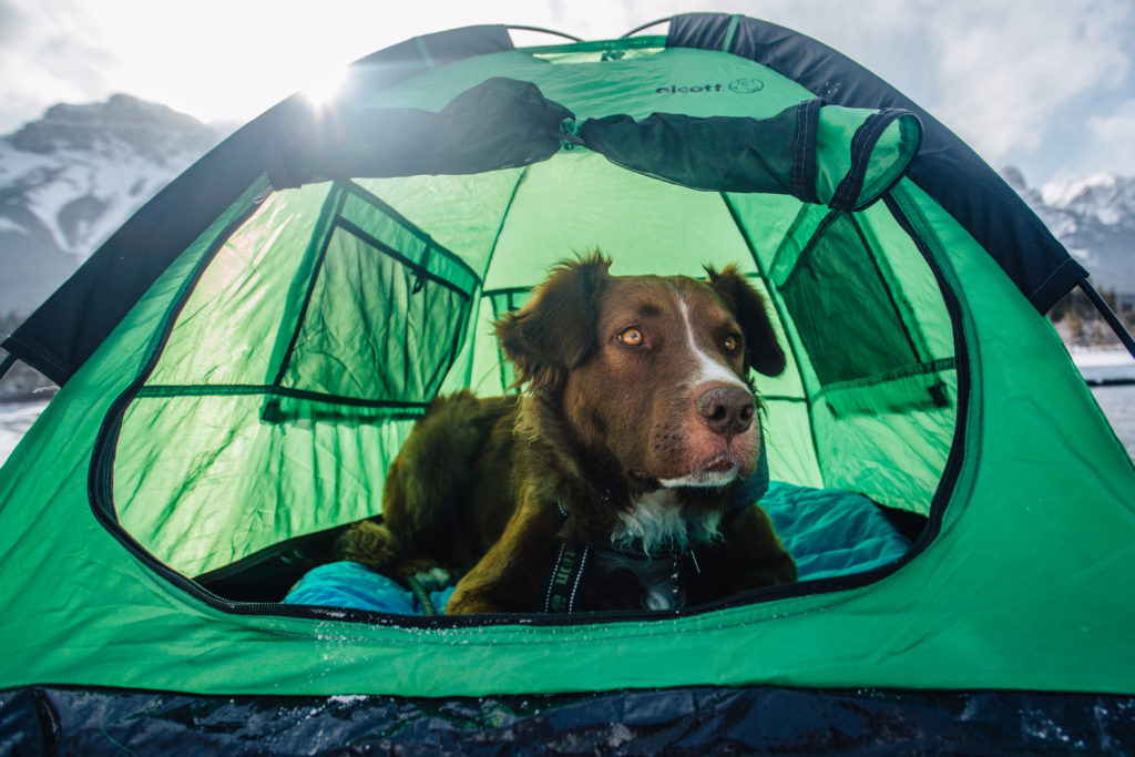 Alcott Explorer Pup Tent – Dogs That Hike