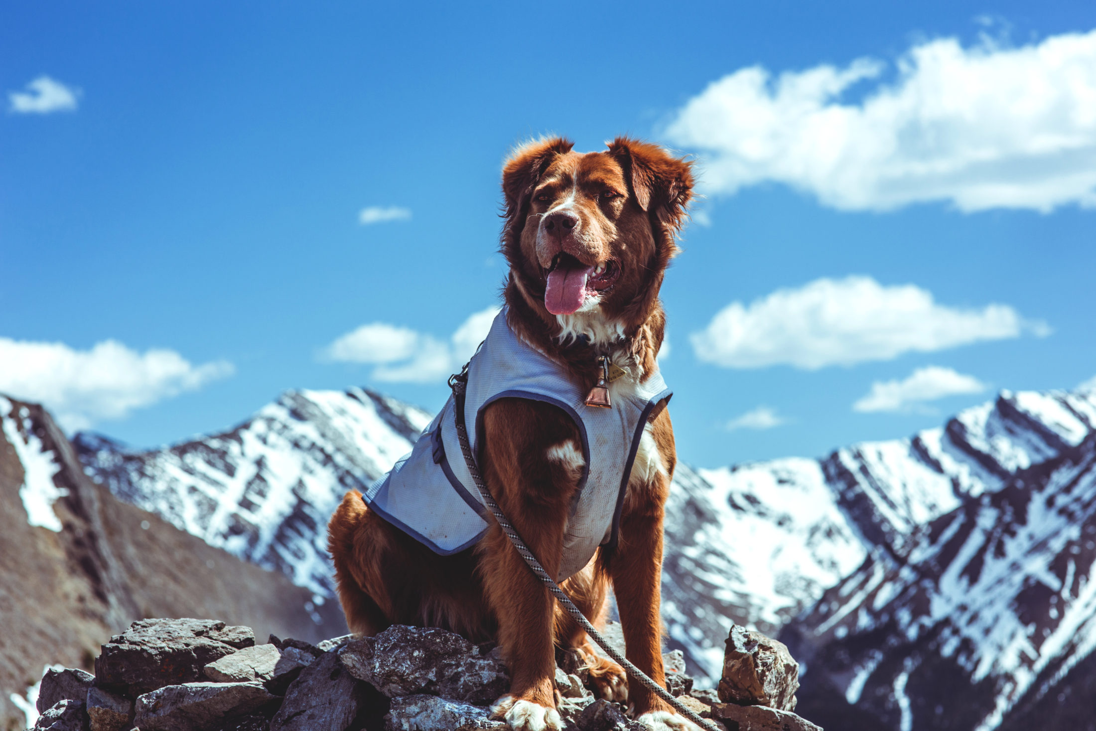 chilly dog cooling vest reviews