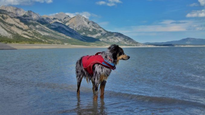KurgoLifeJacket