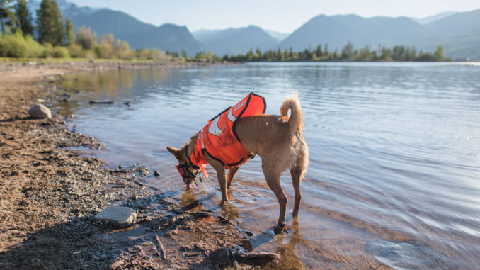OutwardHoundFunFish (2)