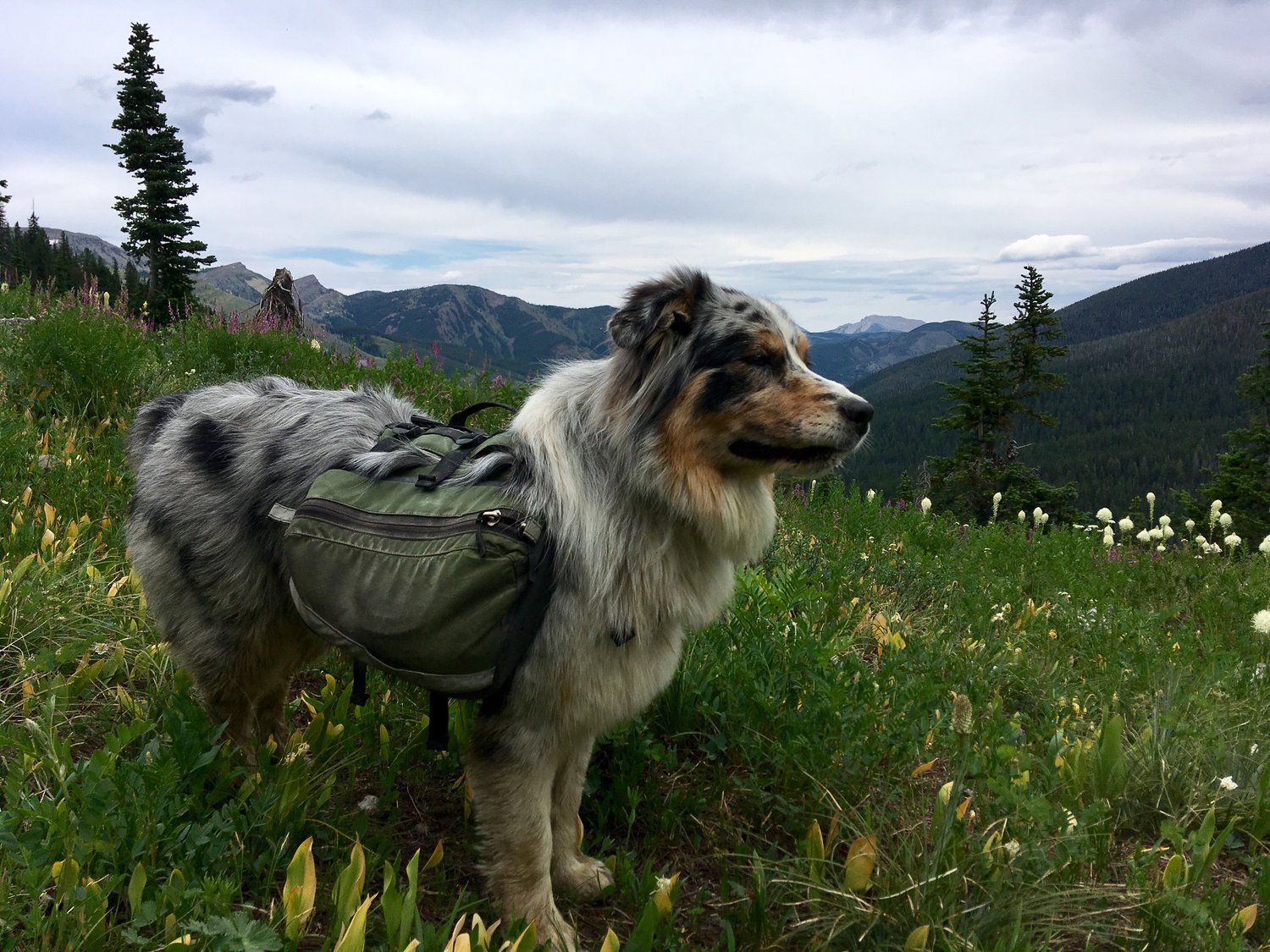 puppy hiking