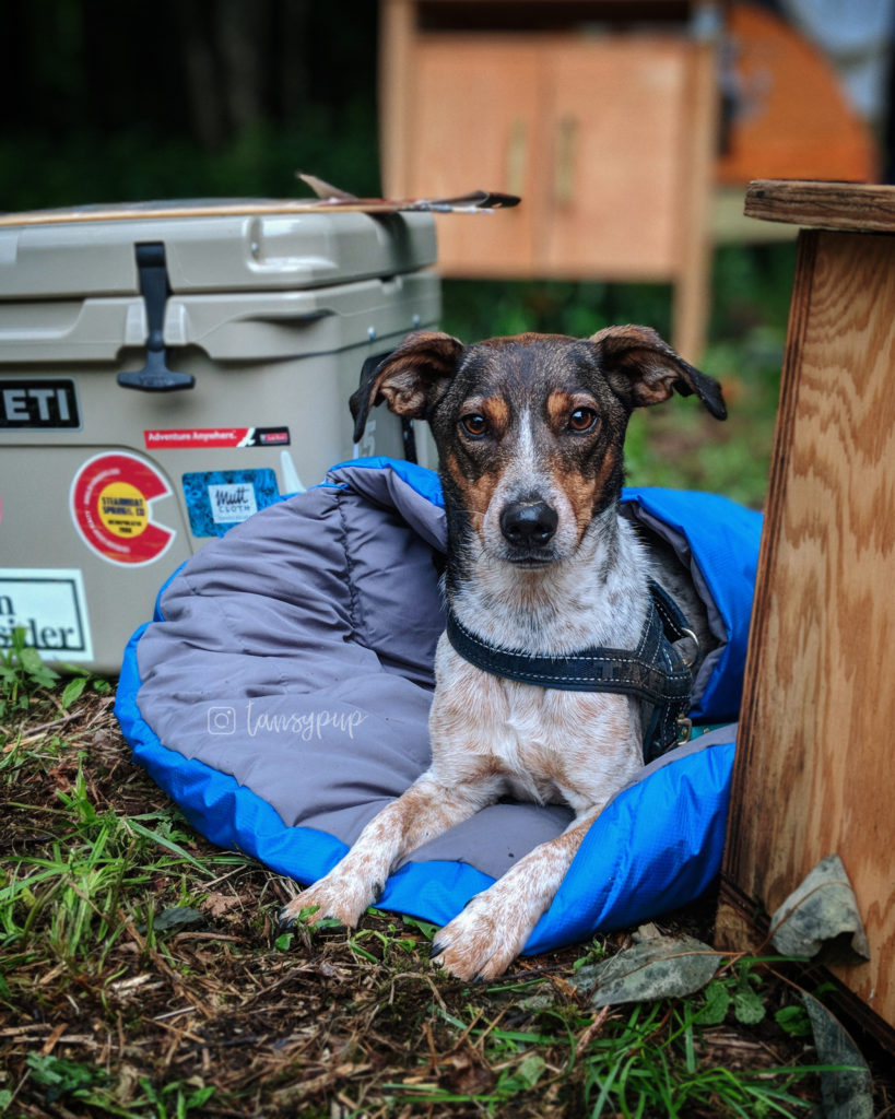 wilderdog sleeping bag