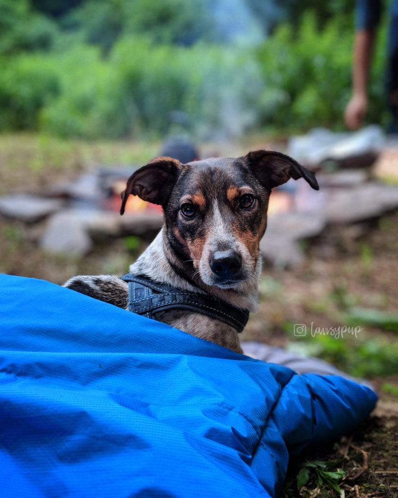 wilderdog sleeping bag