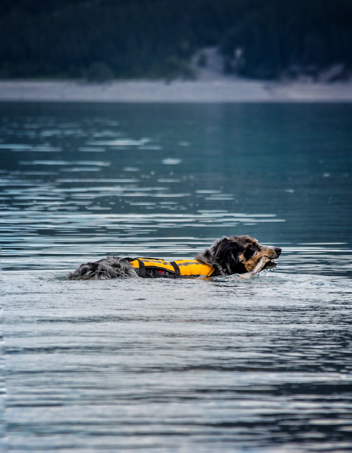 dog life jacket cabela's