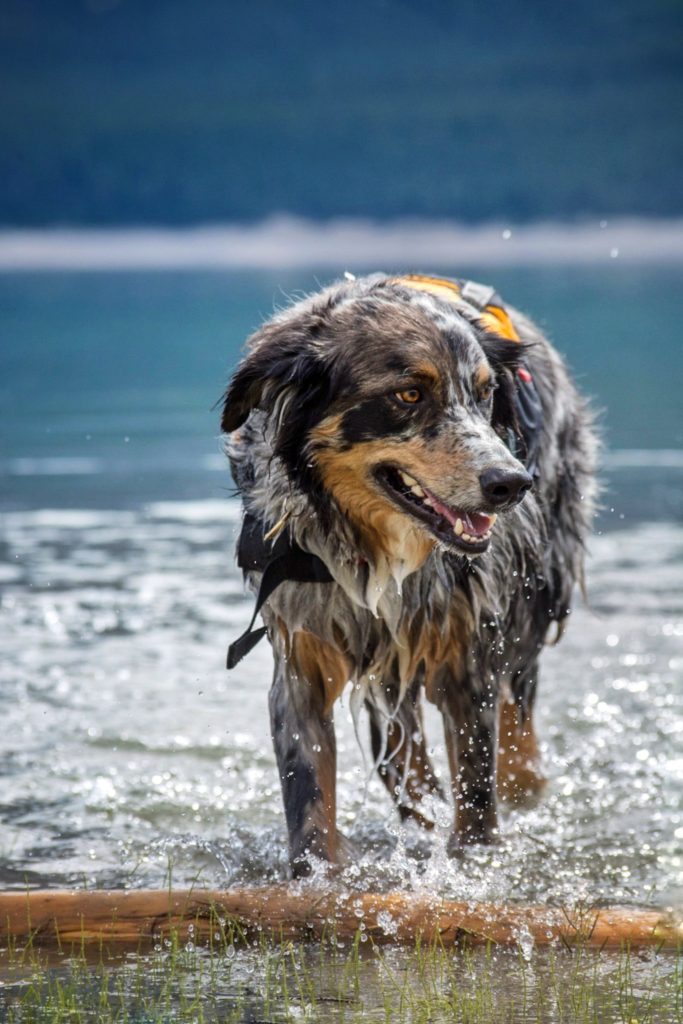 dog life jacket cabela's