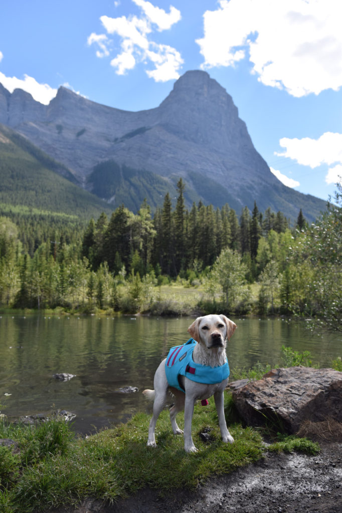 ruffwear float coat medium
