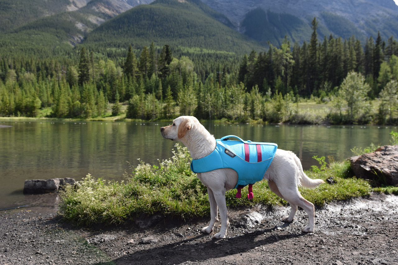 Ruffwear Float Coat – Dogs That Hike