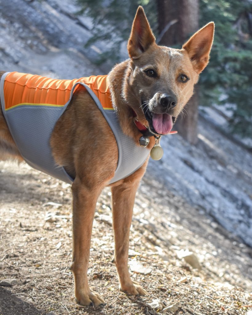 ruffwear jet stream cooling vest