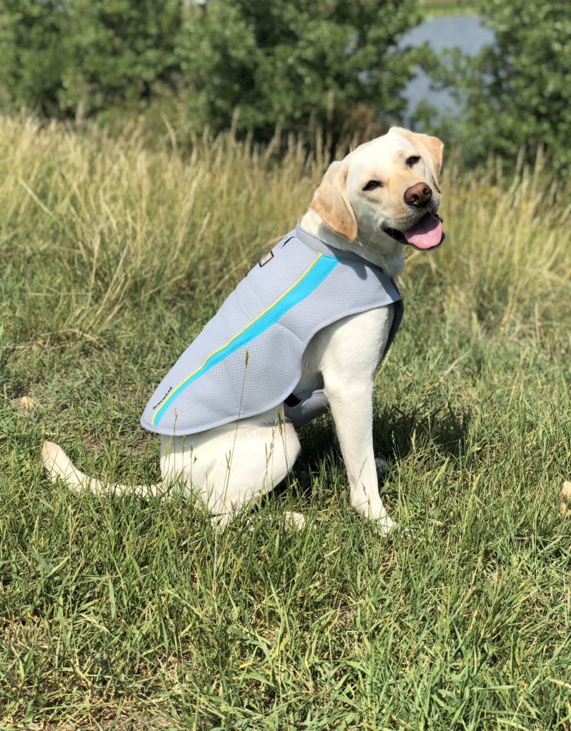 Ruffwear Swamp Cooler Dogs That Hike