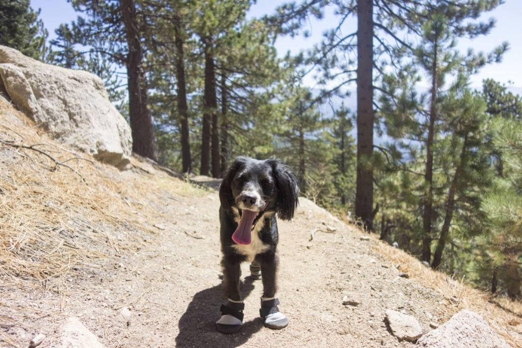 ultra paws cool dog boots