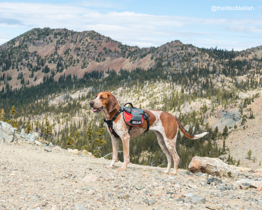 ezydog summit backpack