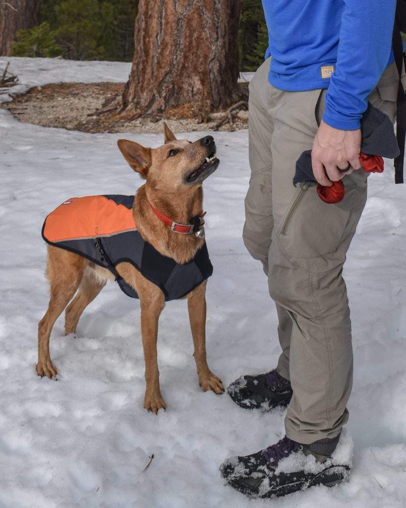 ezydog element dog jacket