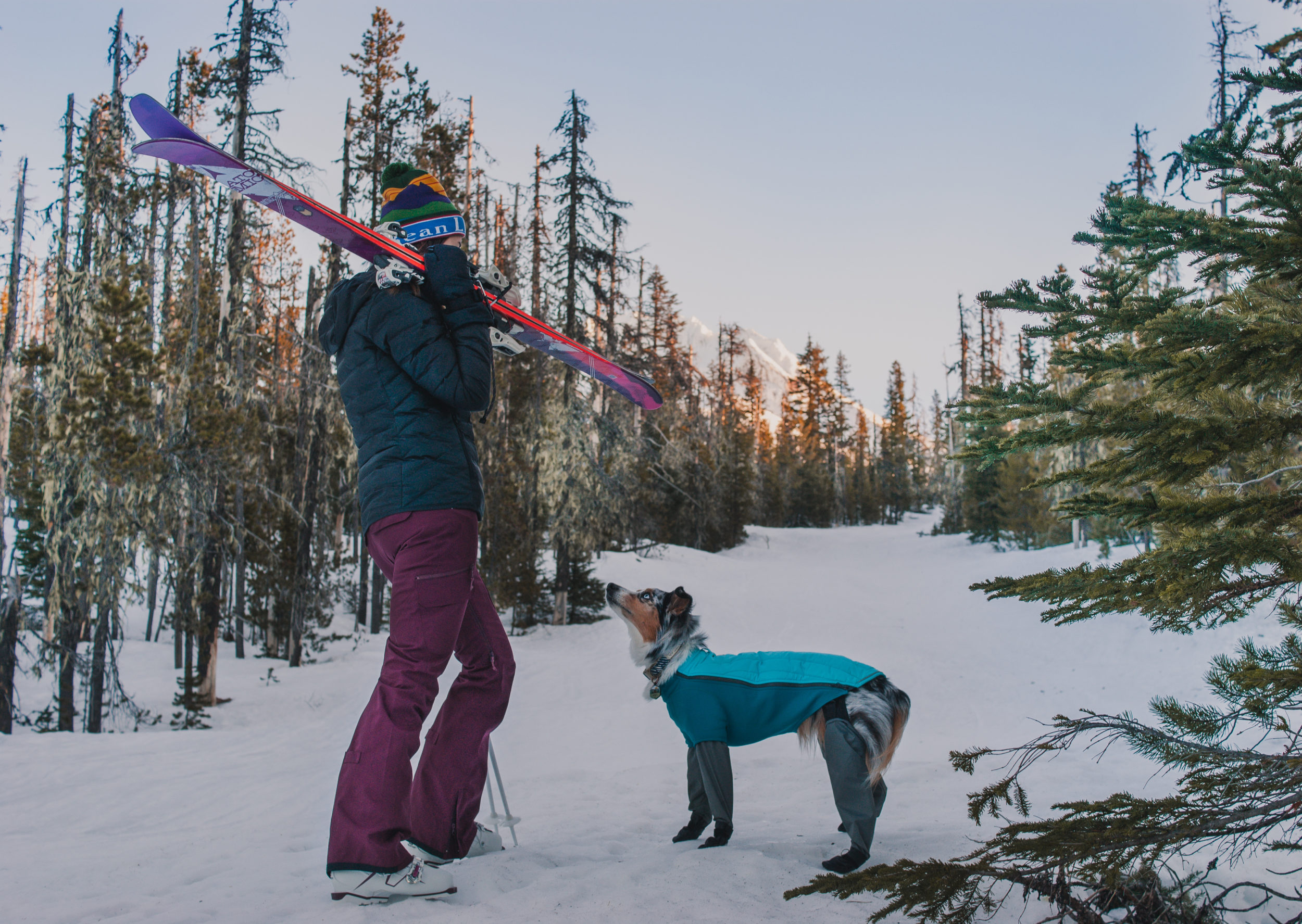 dog winter hiking gear