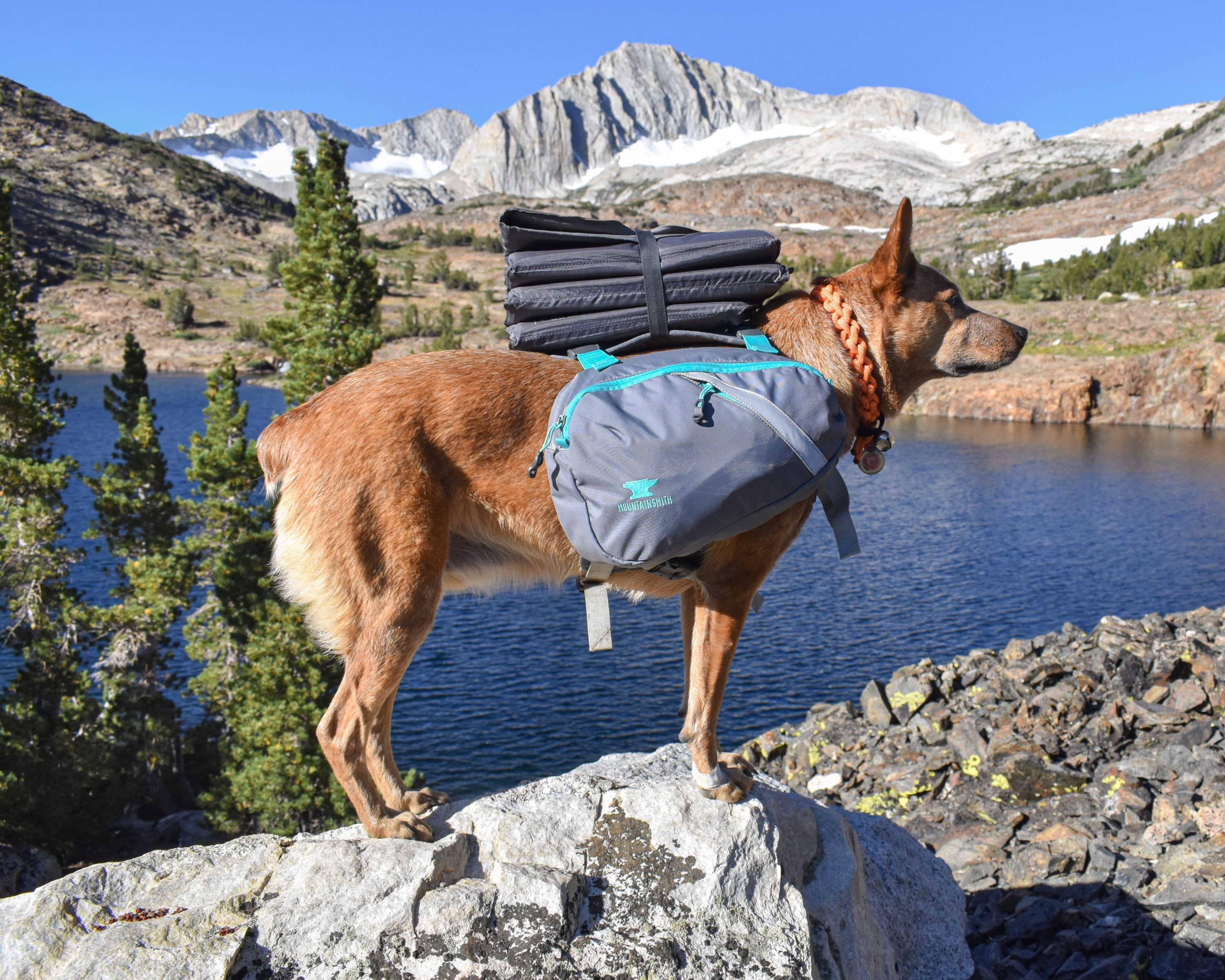 dog hiking pack