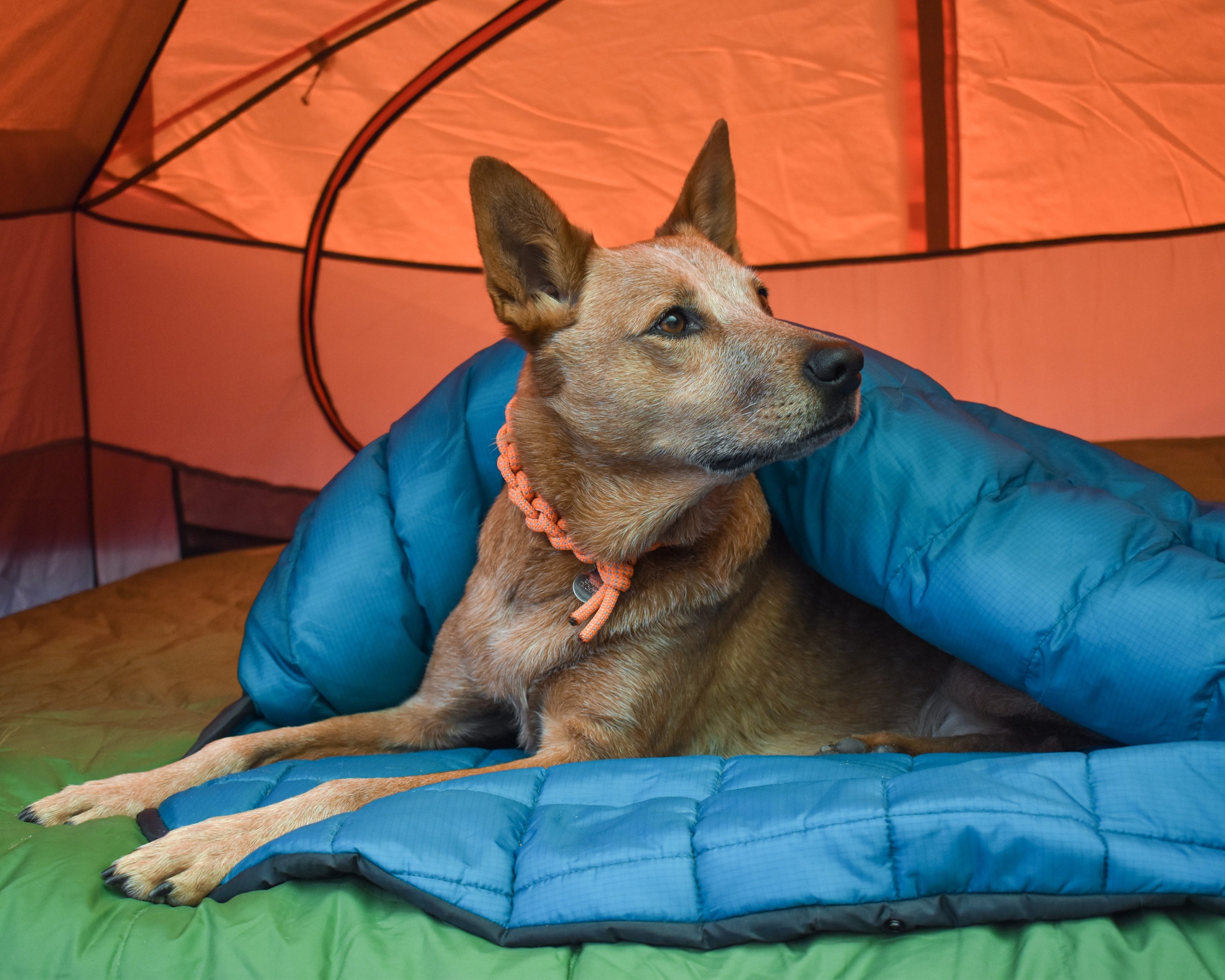 wilderdog sleeping bag